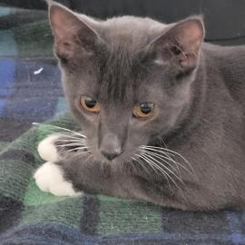 Photo for 149571 [Barney]