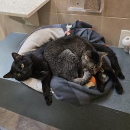 Photo for 149701 [Jamal]