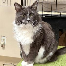 Photo for 151318 [Silver]