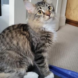 Photo for 151501 [Bamm-Bamm]