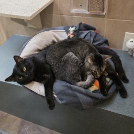 Photo for 151675 [Chicken]