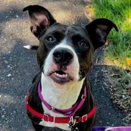 Photo for 152012 [Foxy]