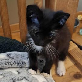 Photo for 152186 [Raven]