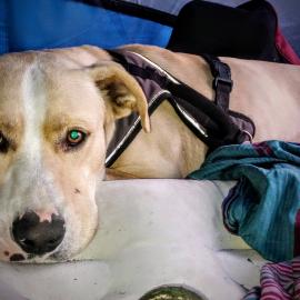 Photo for 152232 [Polar bear]