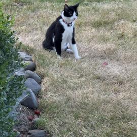 Photo for 152234 [Crunchy ]