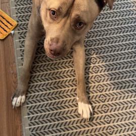 Photo for 152238 [Chico]