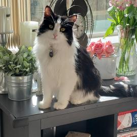 Photo for 152254 [chloe]