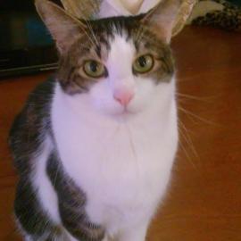 Photo for 152276 [Johnny Cage ]