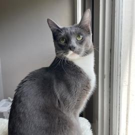 Photo for 152335 [Shark]