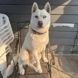 Photo for 152350 [Balto ]