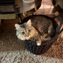 Photo for 152383 [Luna]