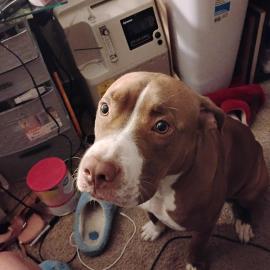 Photo for 152385 [Nova]