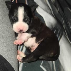 Photo for 152447 [Oreo]