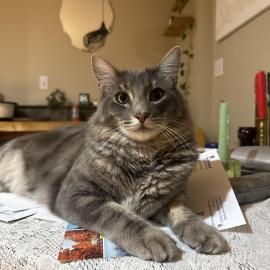 Photo for 152453 [Cheese]