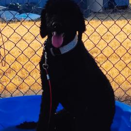 Photo for 152458 [Exotica]