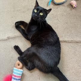 Photo for 152477 [Dagger]