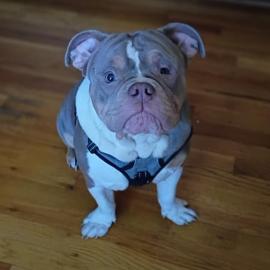 Photo for 152485 [Tank]