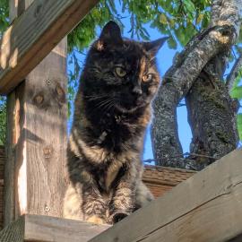 Photo for 152499 [Pepper]