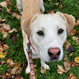 Photo for 152523 [Goldeneye]