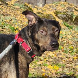 Photo for 152595 [Voodoo]