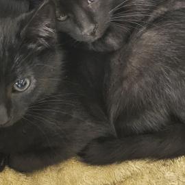 Photo for 152609 [375603]