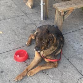 Photo for 152669 [George]