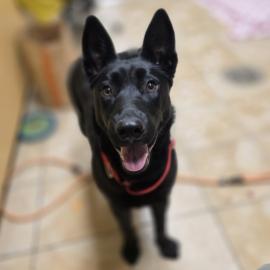 Photo for 152685 [Sophie]