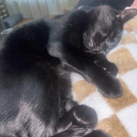 Photo for 152706 [Jimbo]