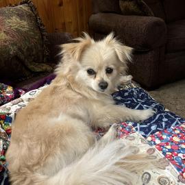 Photo for 152857 [Bella]