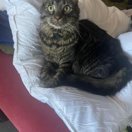 Photo for 152956 [Mika]