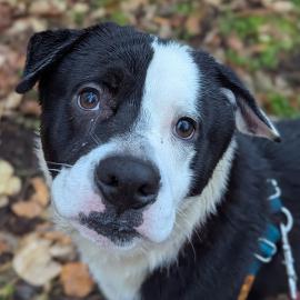 Photo for 152959 [Drumstick]