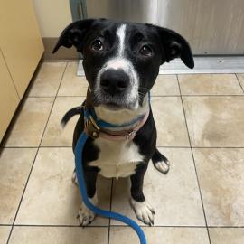 Photo for 153009 [Melody]