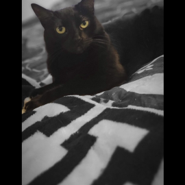 Photo for 153044 [Radish]