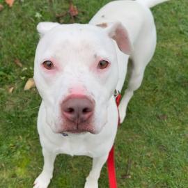 Photo for 153058 [Lulu]