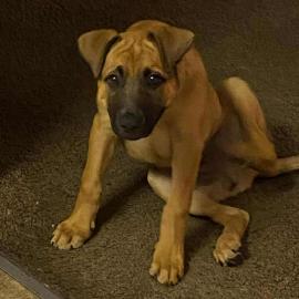 Photo for 153072 [Shark]