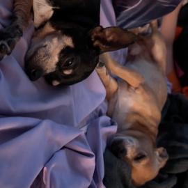 Photo for 153104 [Buttercup ]