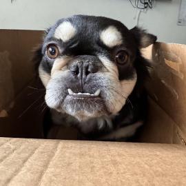 Photo for 153136 [Astra]