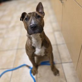 Photo for 153220 [Maximus]