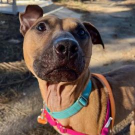 Photo for 153356 [Copper]