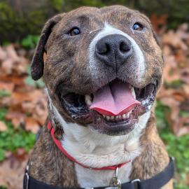 Photo for 153409 [Kermit]