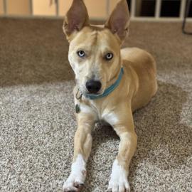 Photo for 153504 [Nougat]