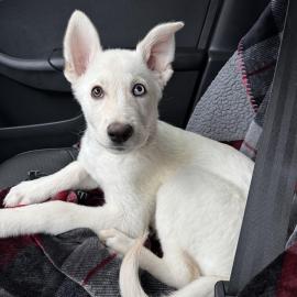 Photo for 153778 [Todoroki ( Roki )]