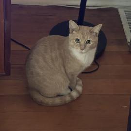 Photo for 153788 [Penny]