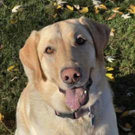 Photo for 153792 [Moose]