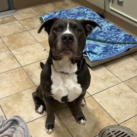 Photo for 153900 [377427]