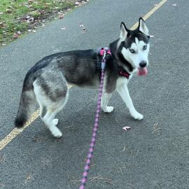 Photo for 153902 [Nylah]