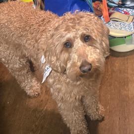 Photo for 153914 [Otis very loved]