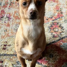 Photo for 154006 [Shrimps]