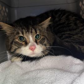 Photo for 154054 [Milo]