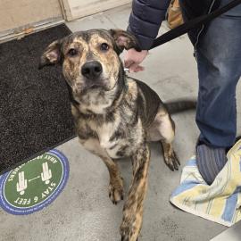 Photo for 154070 [Graham Cracker]